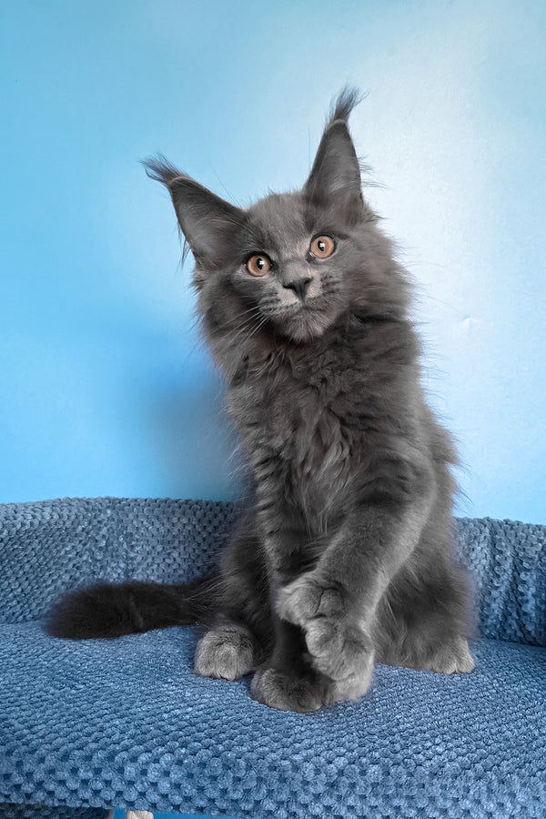 Nadir | Polydactyl Maine Coon