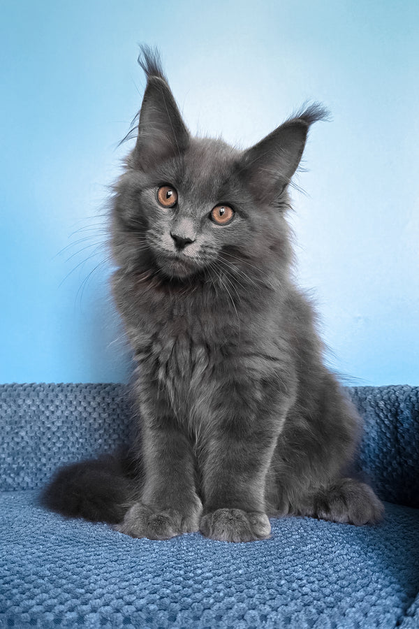 Nadir | Polydactyl Maine Coon