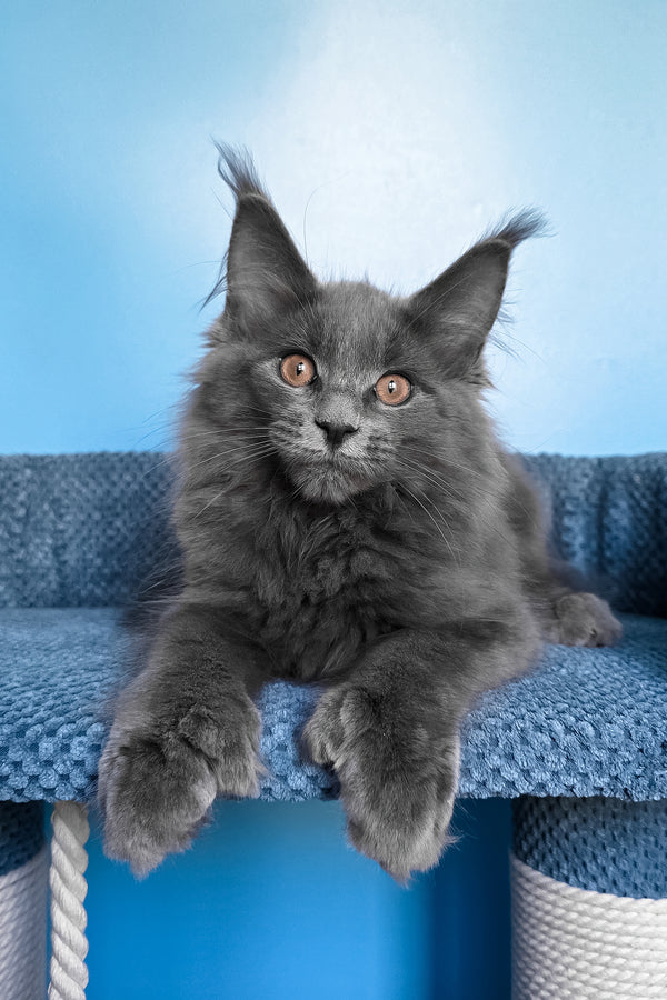 Nadir | Polydactyl Maine Coon