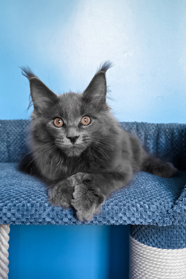 Nadir | Polydactyl Maine Coon