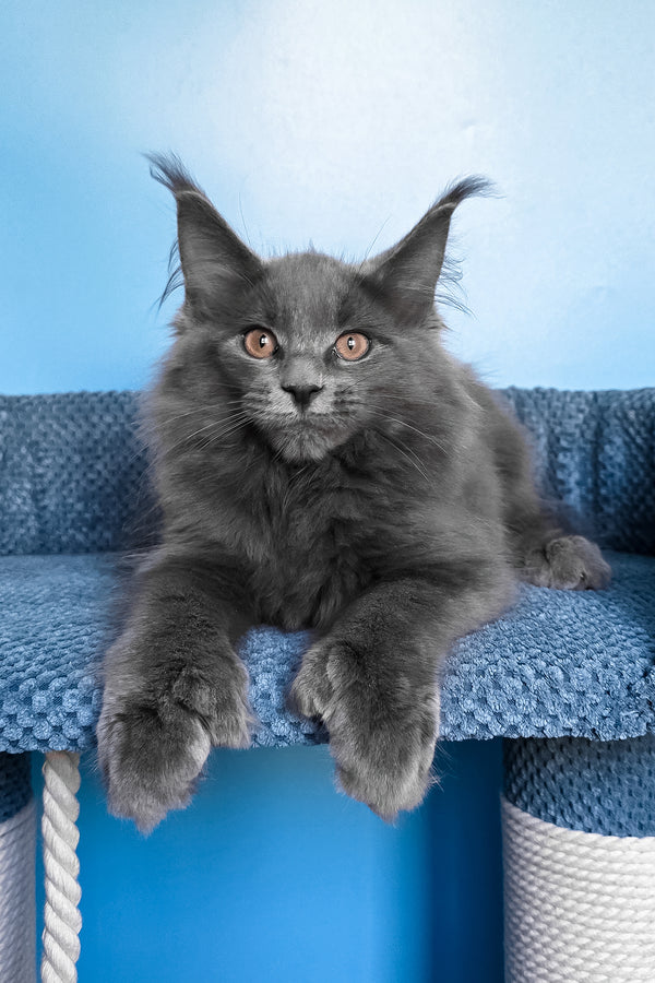 Nadir | Polydactyl Maine Coon