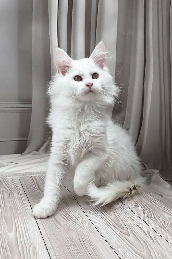 Naina | Maine Coon Kitten