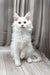 Naina | Maine Coon Kitten