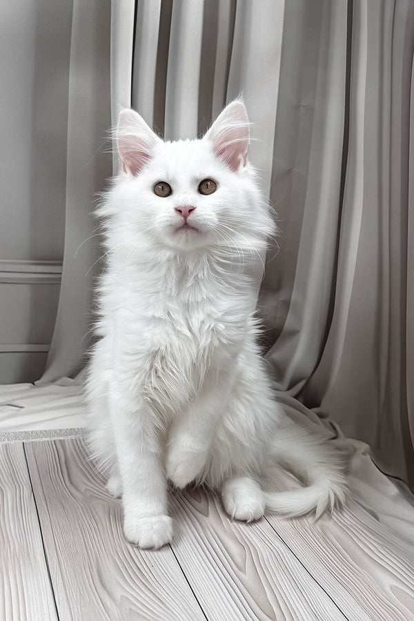 Naina | Maine Coon Kitten