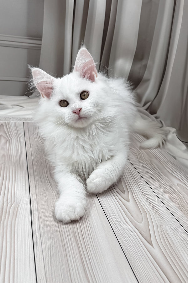Naina | Maine Coon Kitten