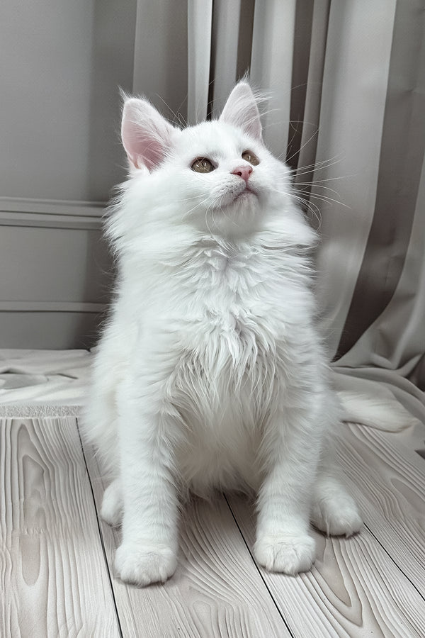 Naina | Maine Coon Kitten