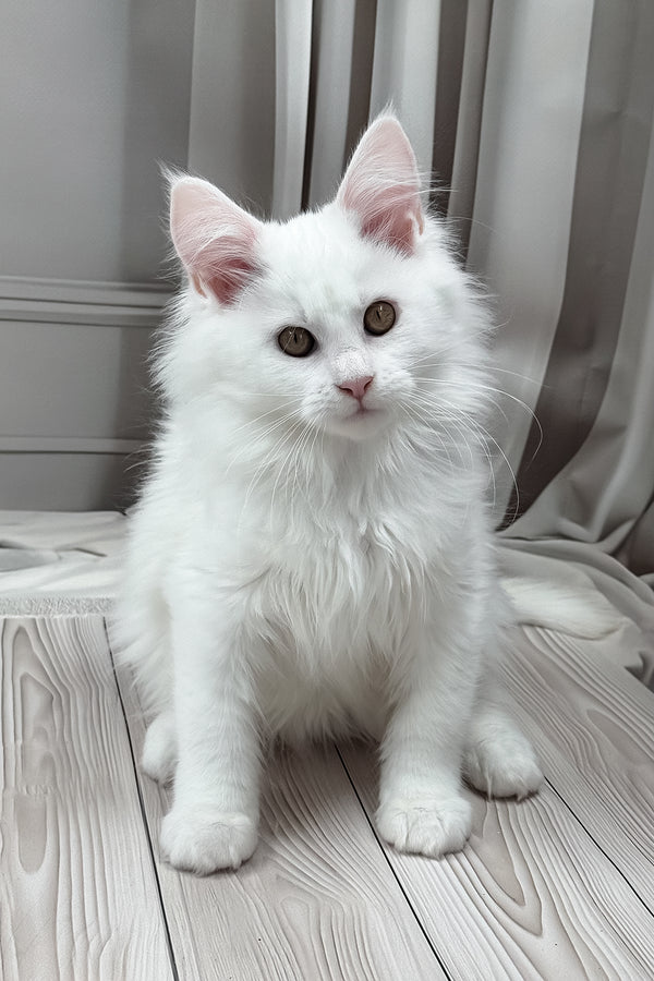 Naina | Maine Coon Kitten