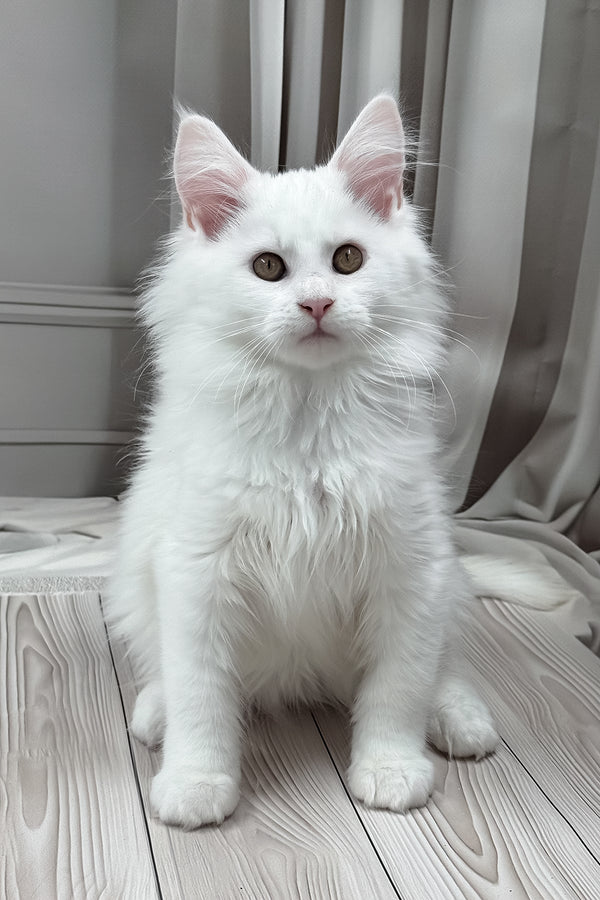 Naina | Maine Coon Kitten