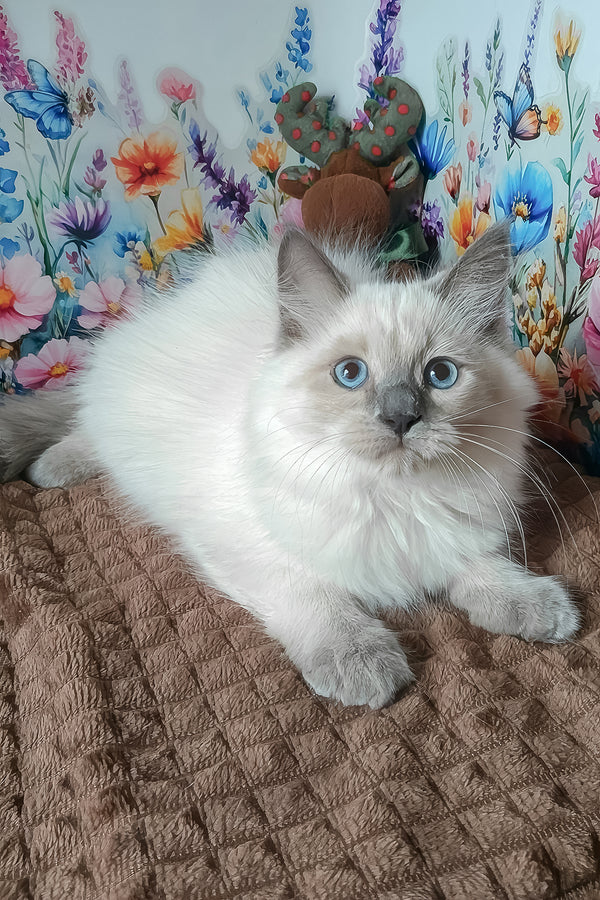 Nancy | Siberian Kitten