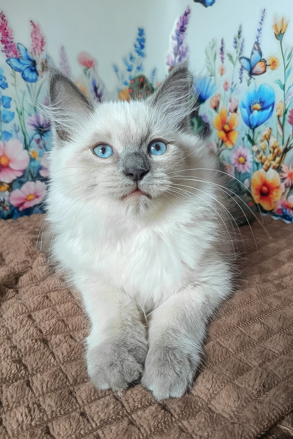 Nancy | Siberian Kitten