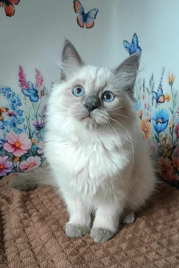 Nancy | Siberian Kitten