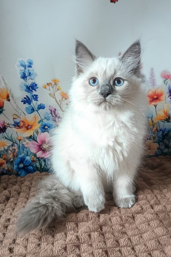 Nancy | Siberian Kitten