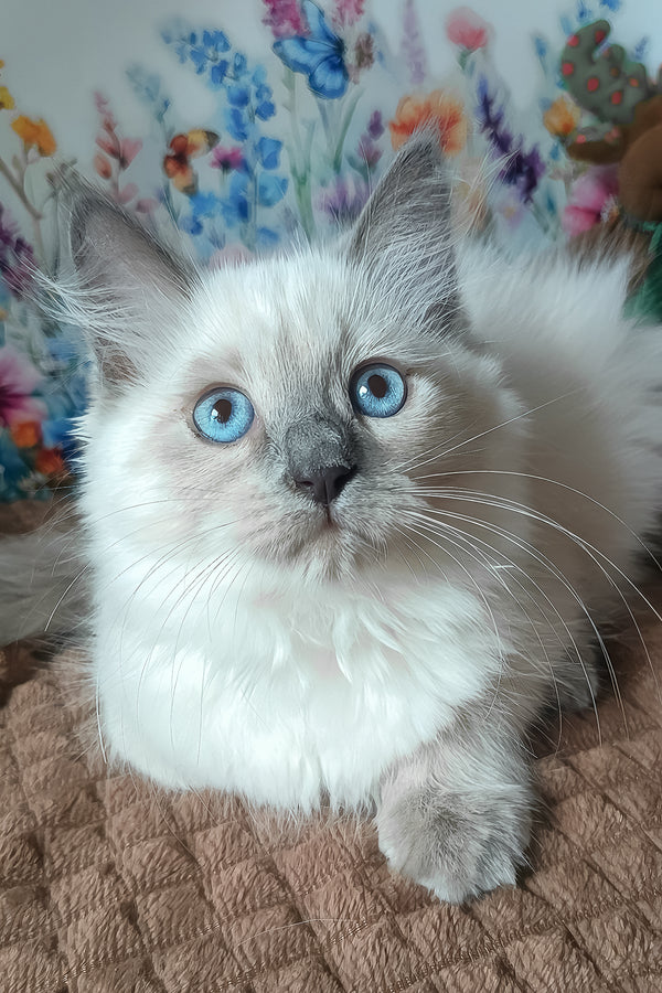 Nancy | Siberian Kitten