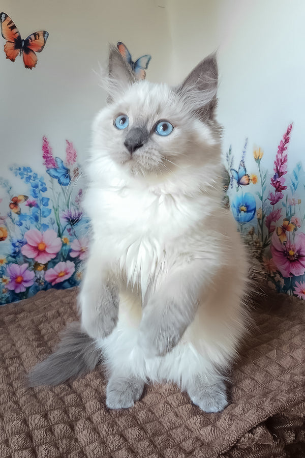 Nancy | Siberian Kitten