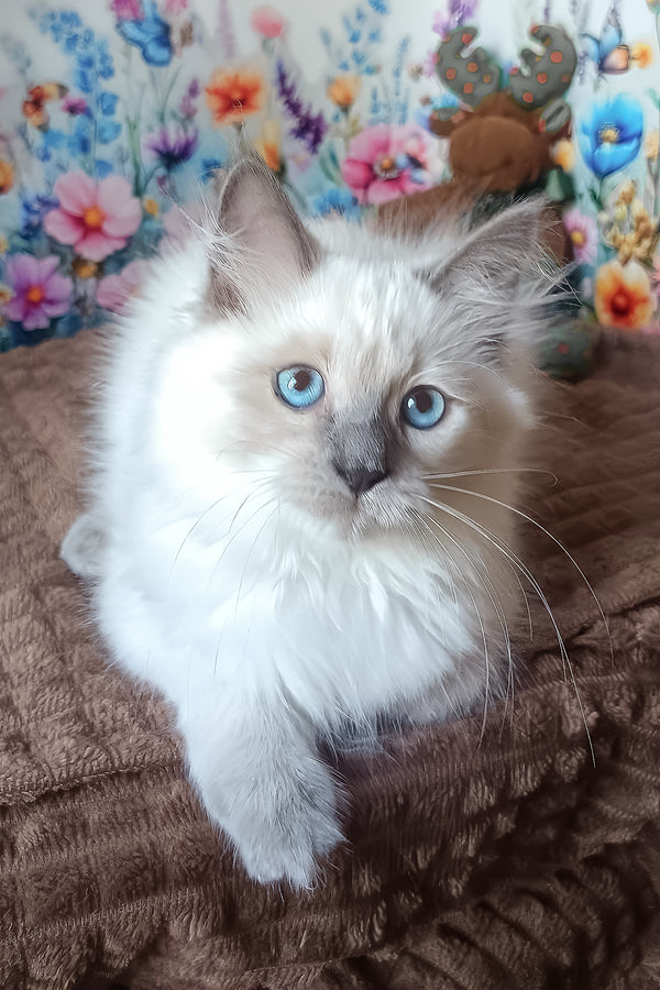 Nancy | Siberian Kitten
