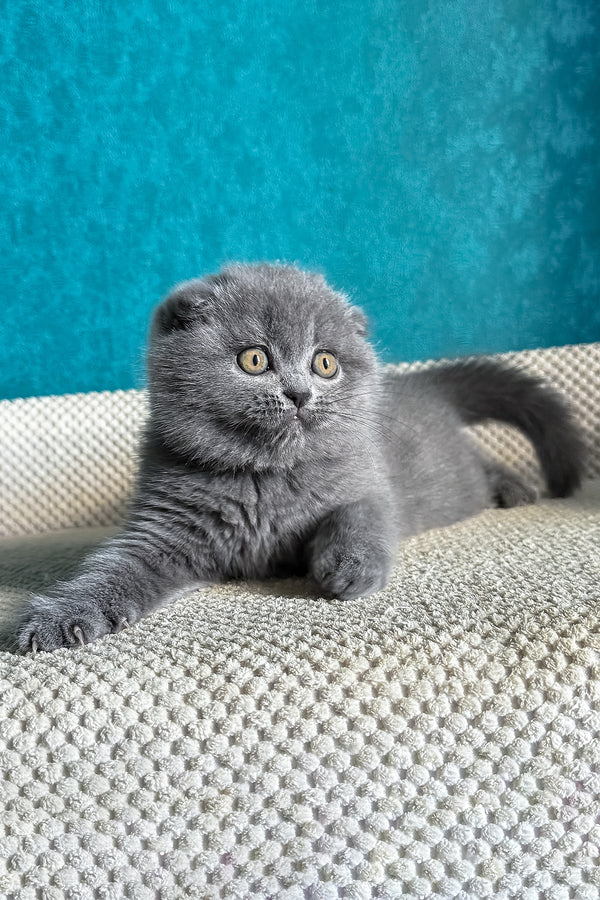 Naomi | Scottish Fold Kitten
