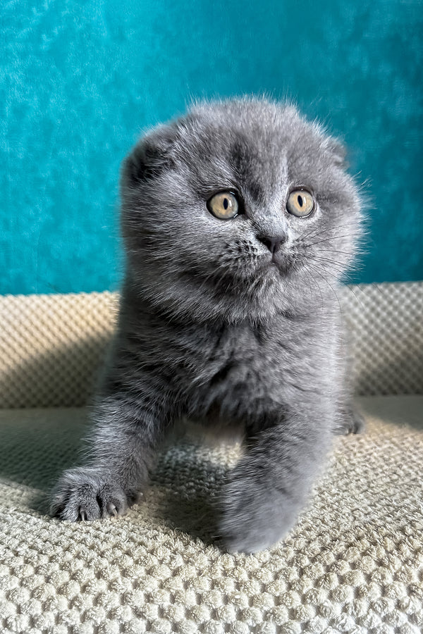 Naomi | Scottish Fold Kitten