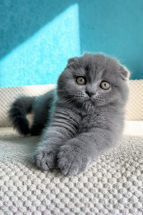 Naomi | Scottish Fold Kitten