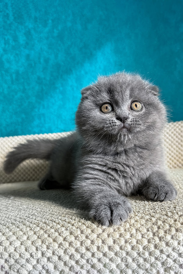 Naomi | Scottish Fold Kitten