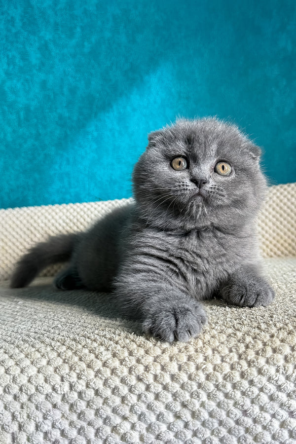 Naomi | Scottish Fold Kitten