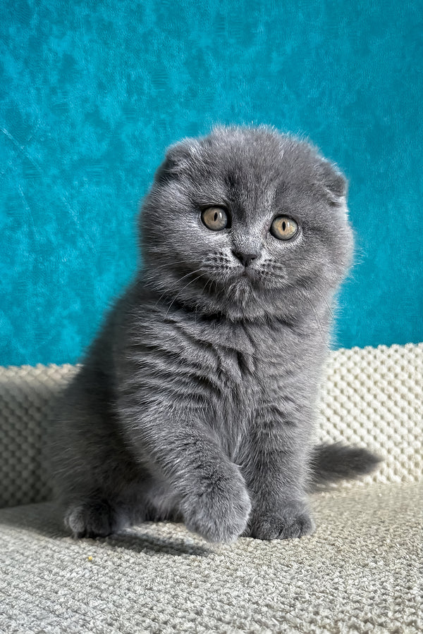 Naomi | Scottish Fold Kitten
