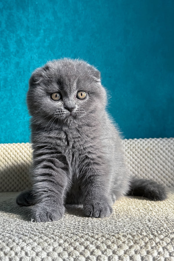 Naomi | Scottish Fold Kitten