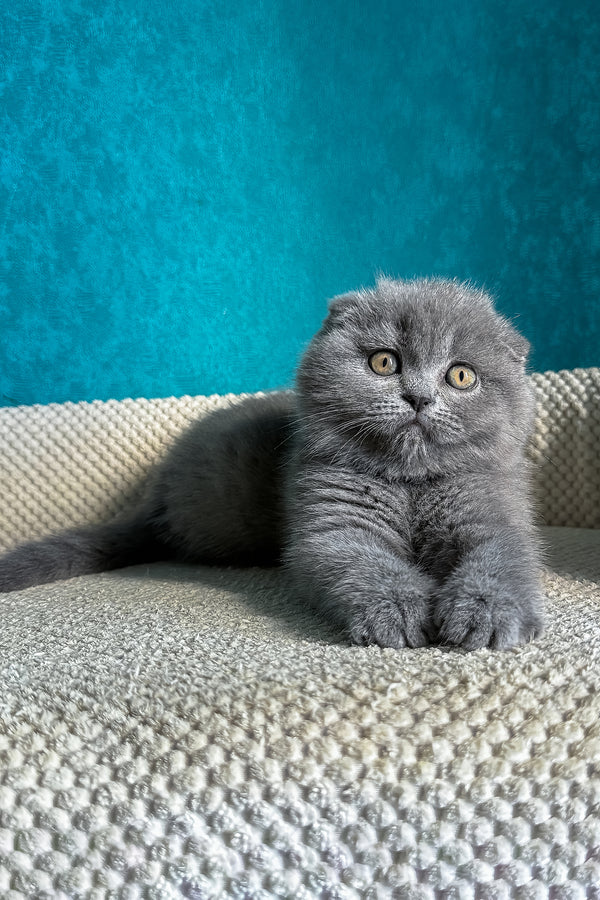 Naomi | Scottish Fold Kitten