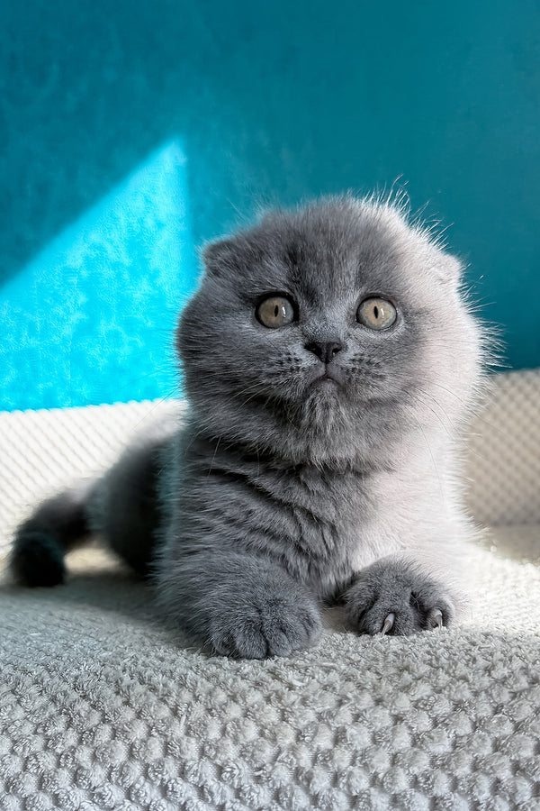 Naomi | Scottish Fold Kitten