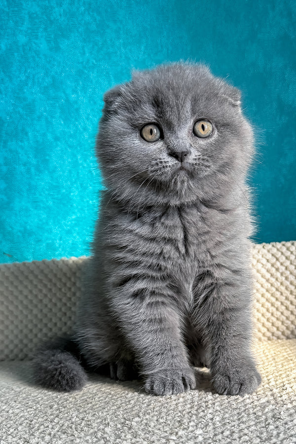 Naomi | Scottish Fold Kitten