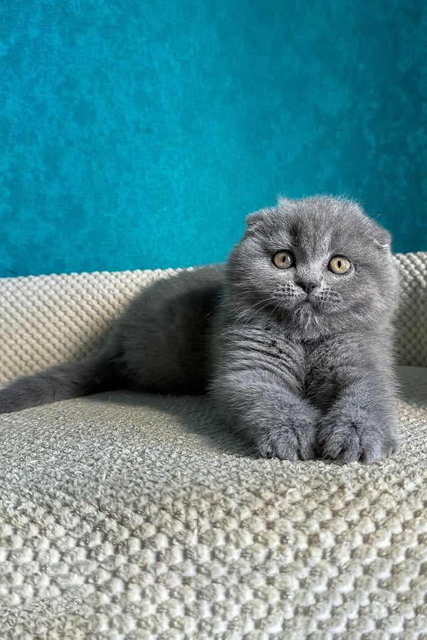 Naomi | Scottish Fold Kitten