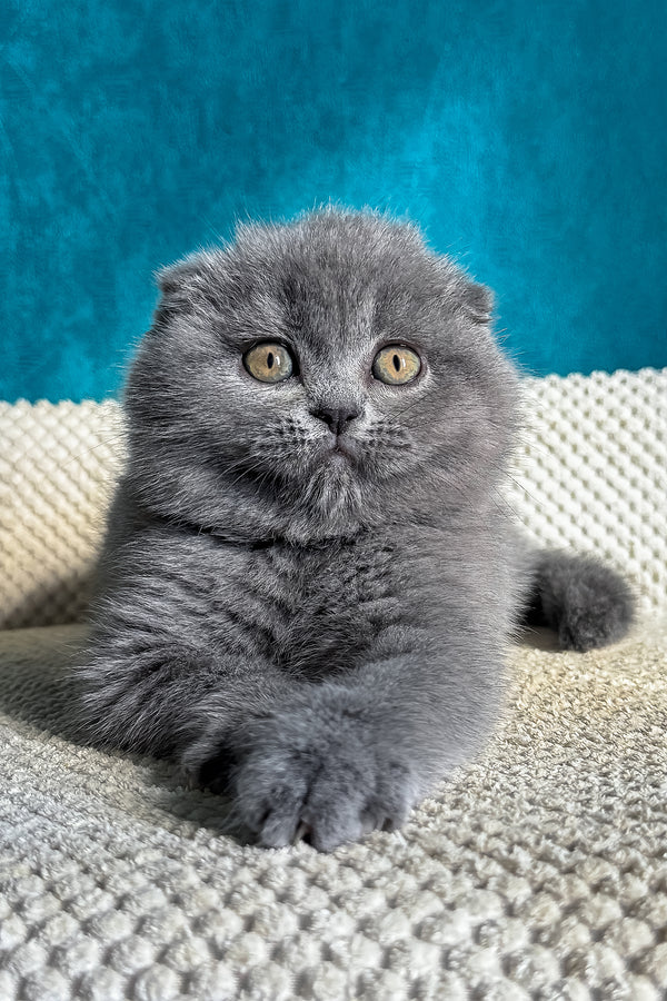 Naomi | Scottish Fold Kitten