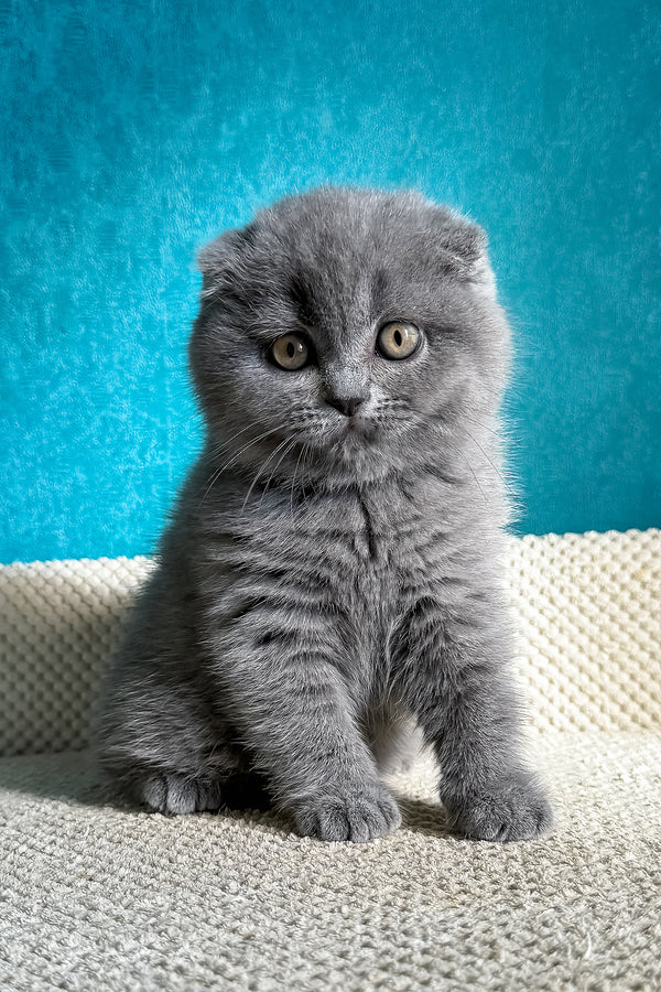 Naomi | Scottish Fold Kitten