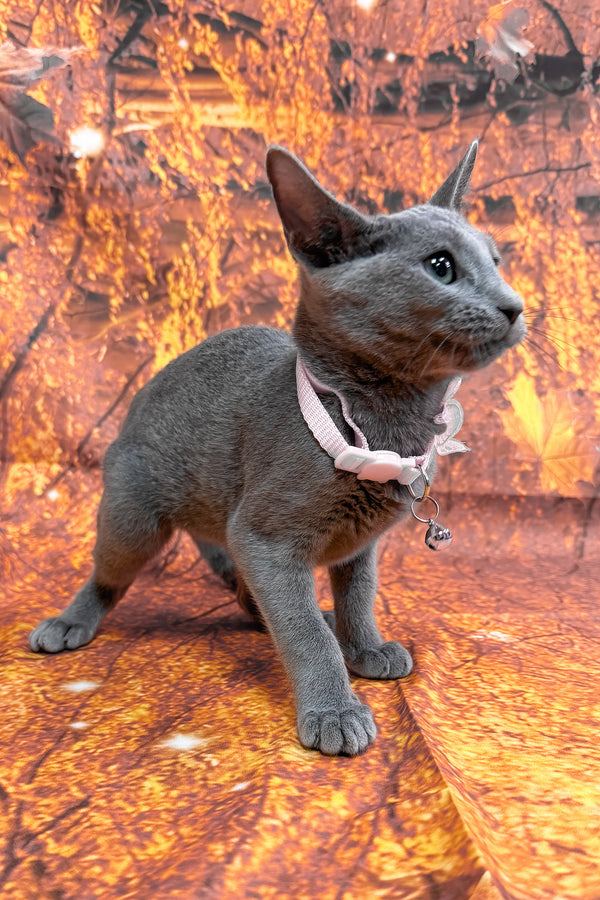 Narra | Russian Blue Kitten