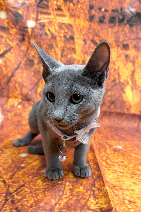Narra | Russian Blue Kitten