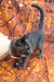 Narra | Russian Blue Kitten