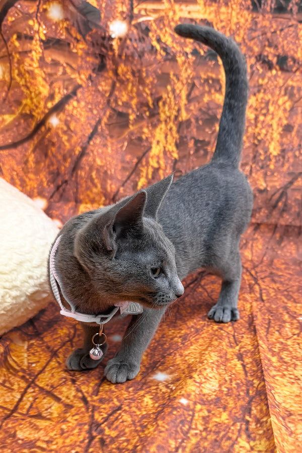 Narra | Russian Blue Kitten