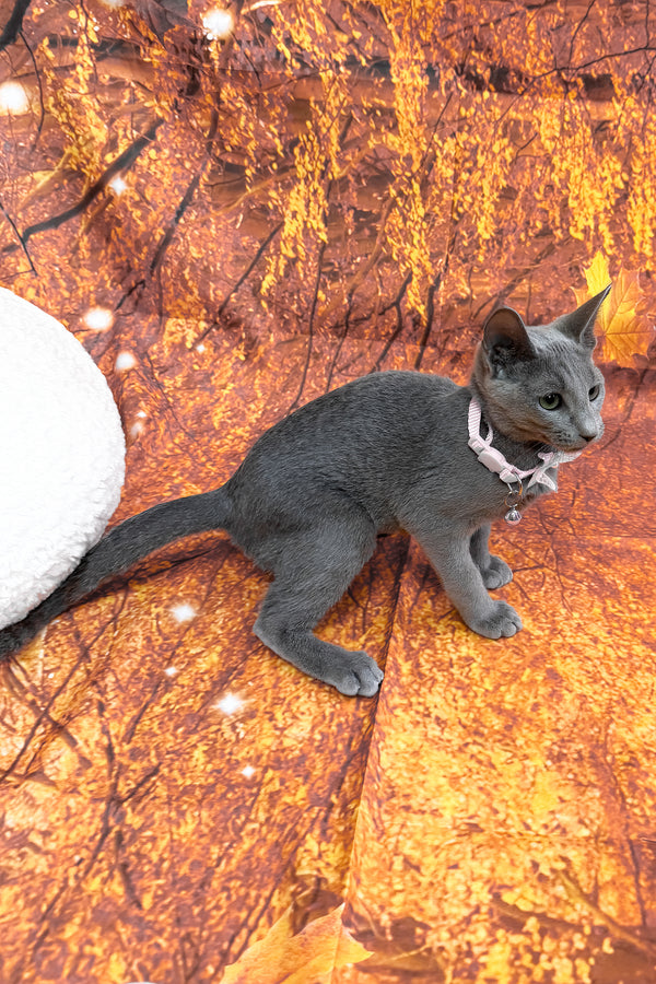 Narra | Russian Blue Kitten