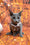 Narra | Russian Blue Kitten