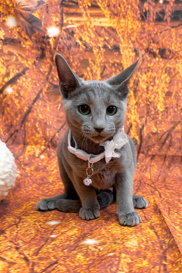 Narra | Russian Blue Kitten