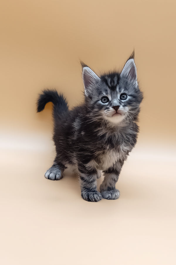 Narsiy | Maine Coon Kitten