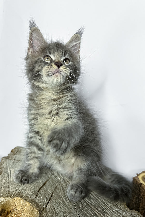 Neо | Maine Coon Kitten