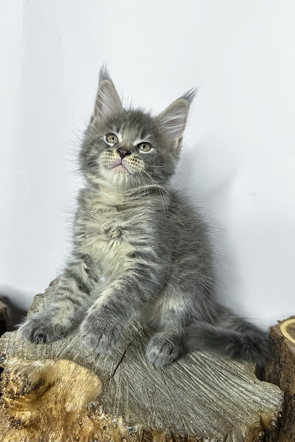 Neо | Maine Coon Kitten