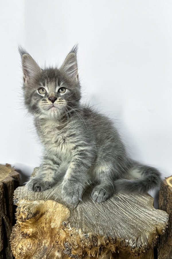 Neо | Maine Coon Kitten