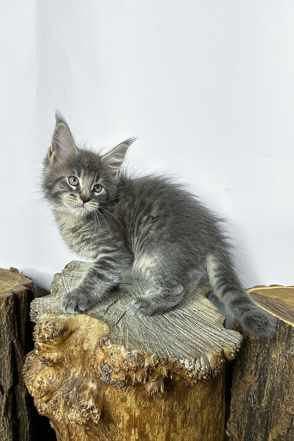 Neо | Maine Coon Kitten
