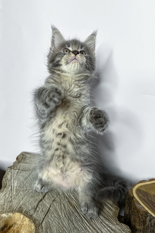 Neо | Maine Coon Kitten