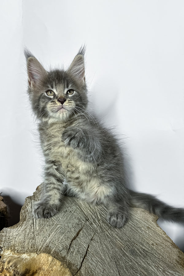 Neо | Maine Coon Kitten