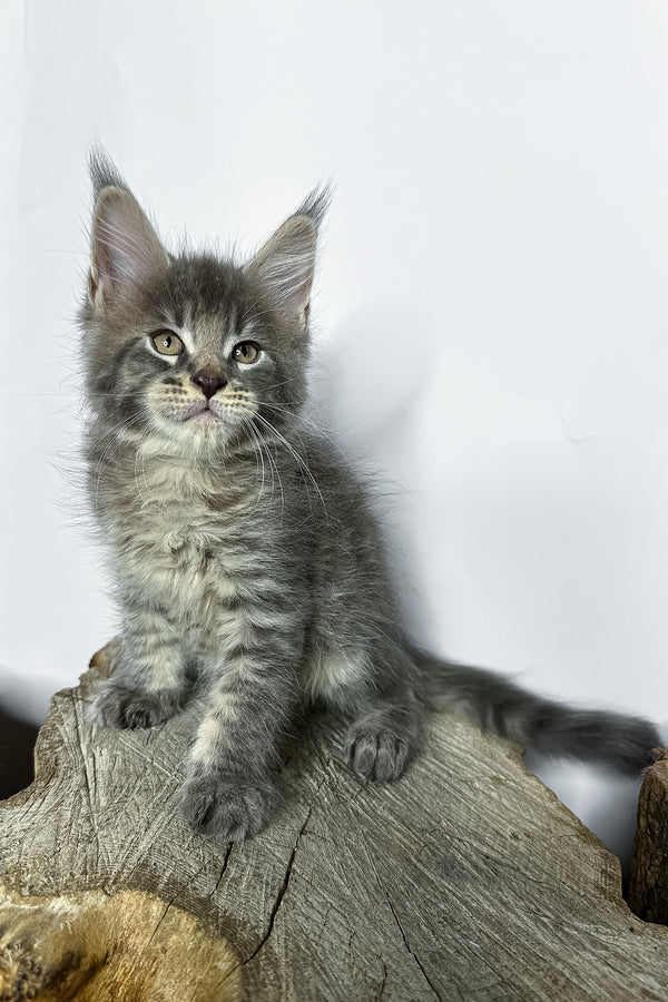 Neо | Maine Coon Kitten