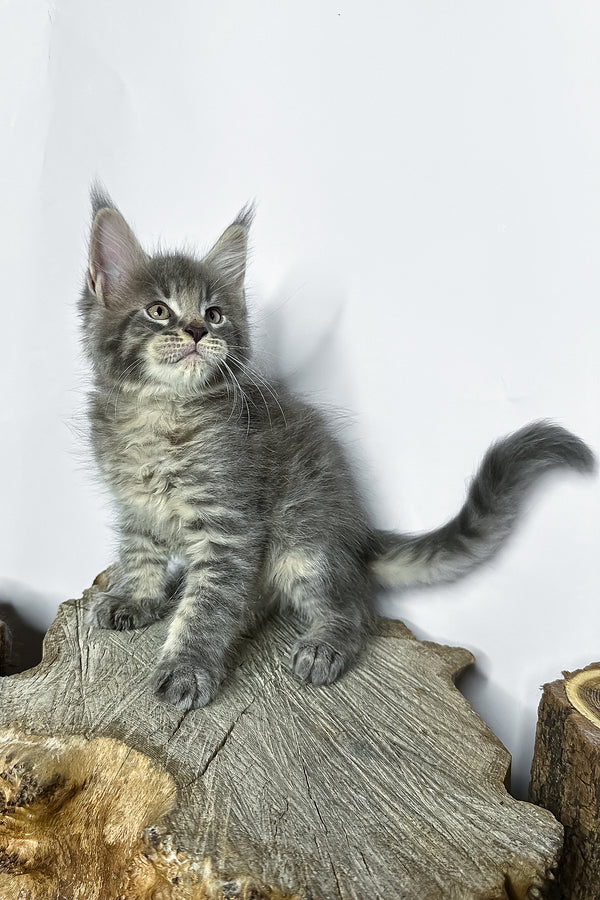Neо | Maine Coon Kitten