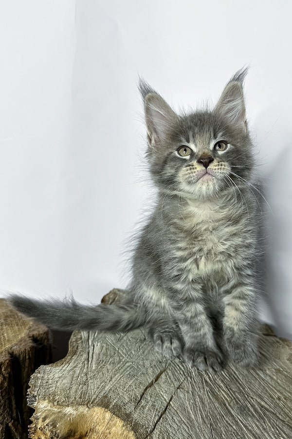 Neо | Maine Coon Kitten