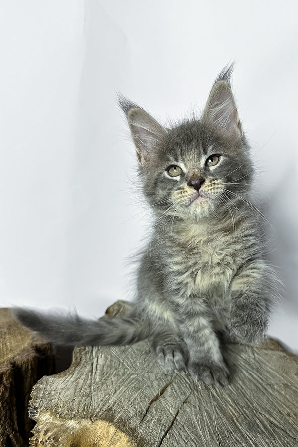 Neо | Maine Coon Kitten